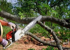 Seasonal Cleanup in Blackville, SC