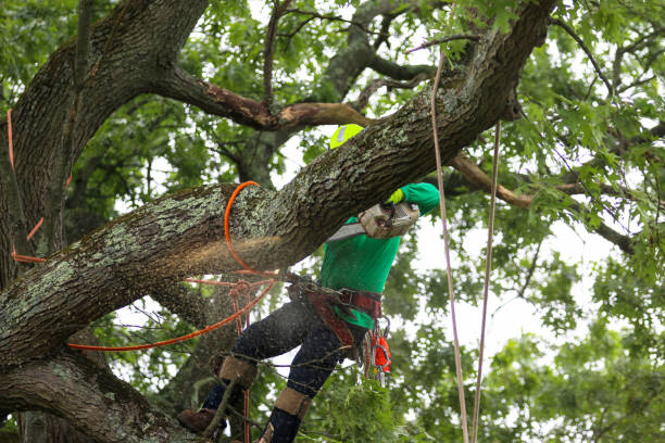 Best Palm Tree Trimming  in Blackville, SC